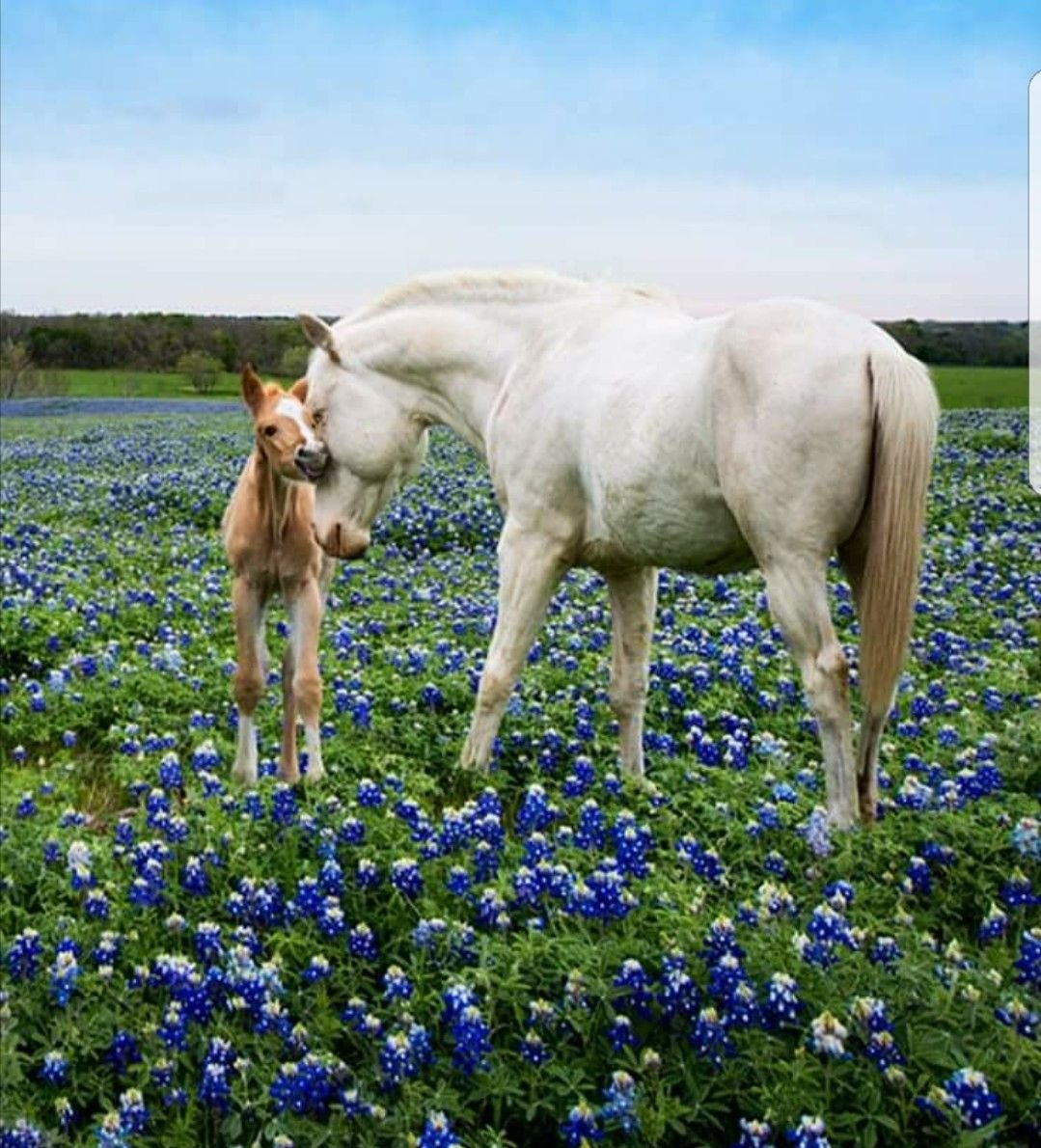 Конь в поле