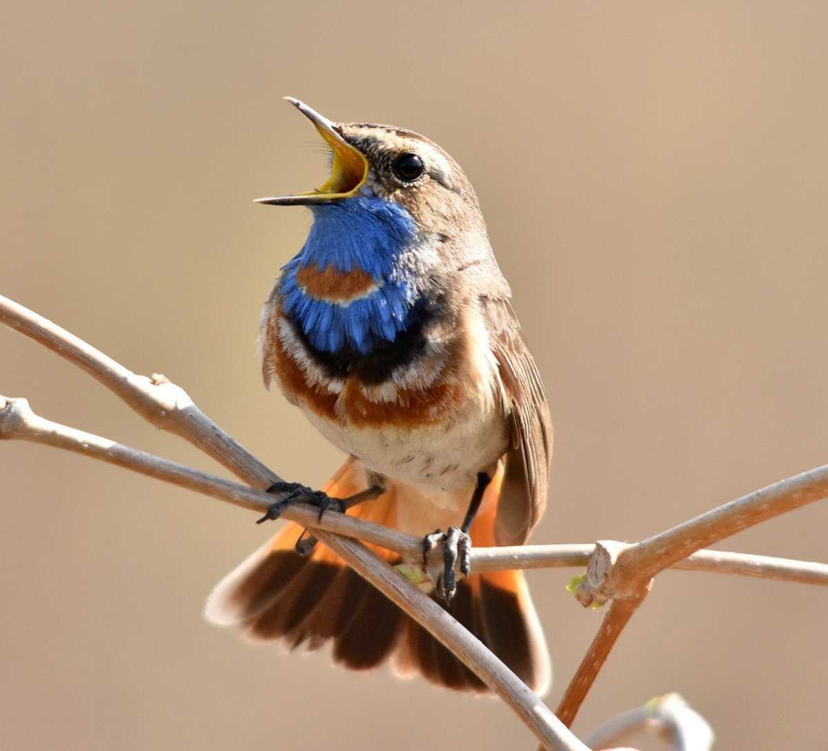 Лесные птицы среднего Поволжья