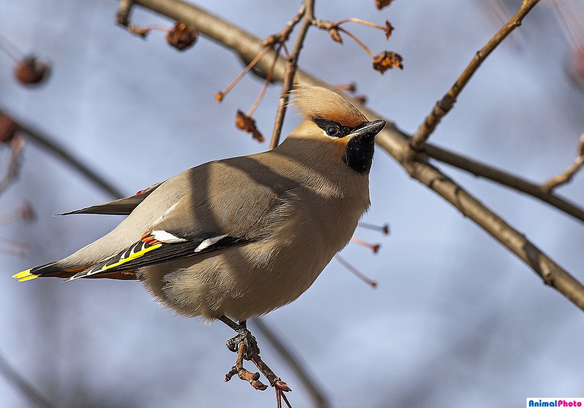 Хохлатая птица свиристель