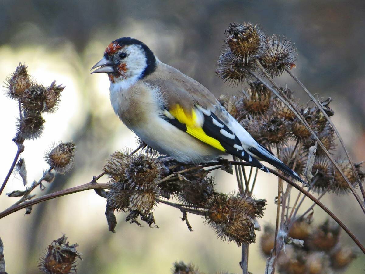Черноголовый щегол гнездо
