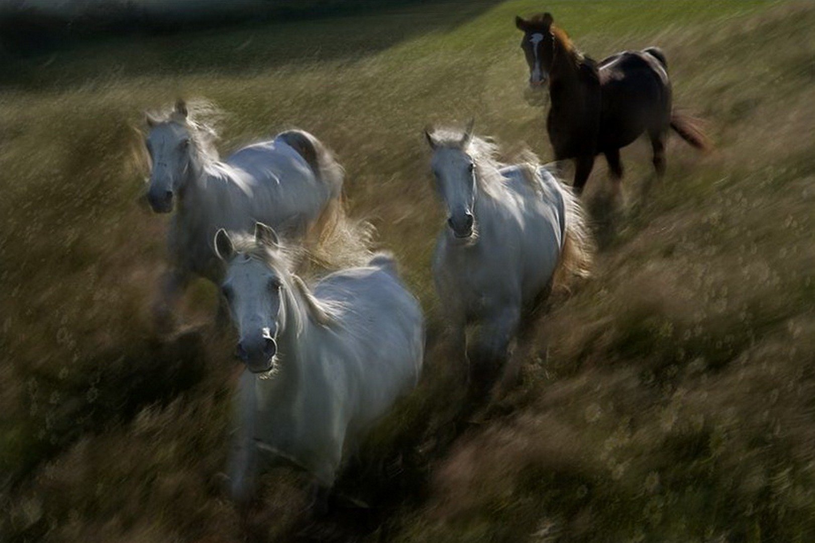 И вдруг совершенно неожиданно конь. Лошадь бежит. Табун лошадей. Стадо лошадей. Бегущий табун лошадей.