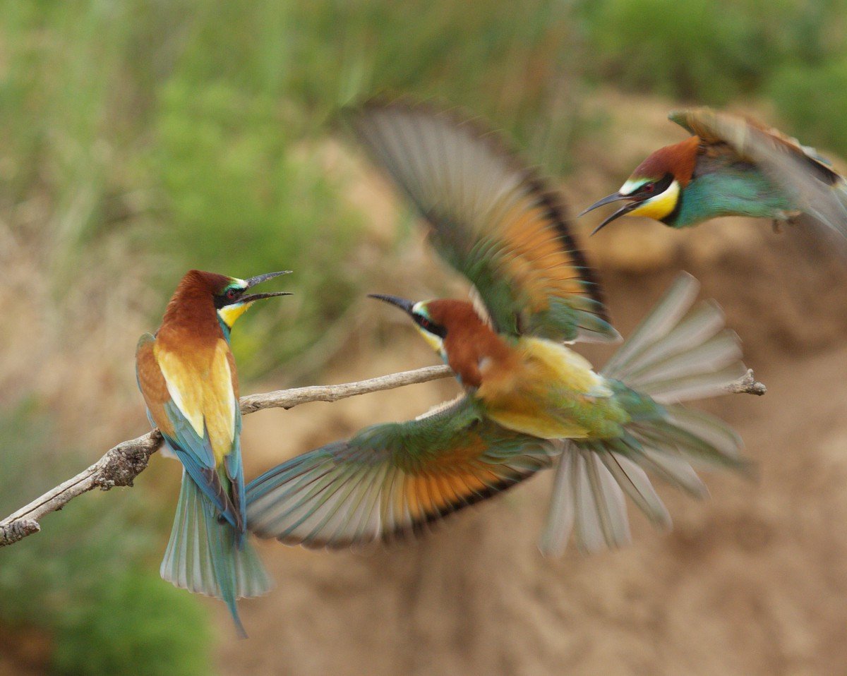 Золотистая щурка ареал