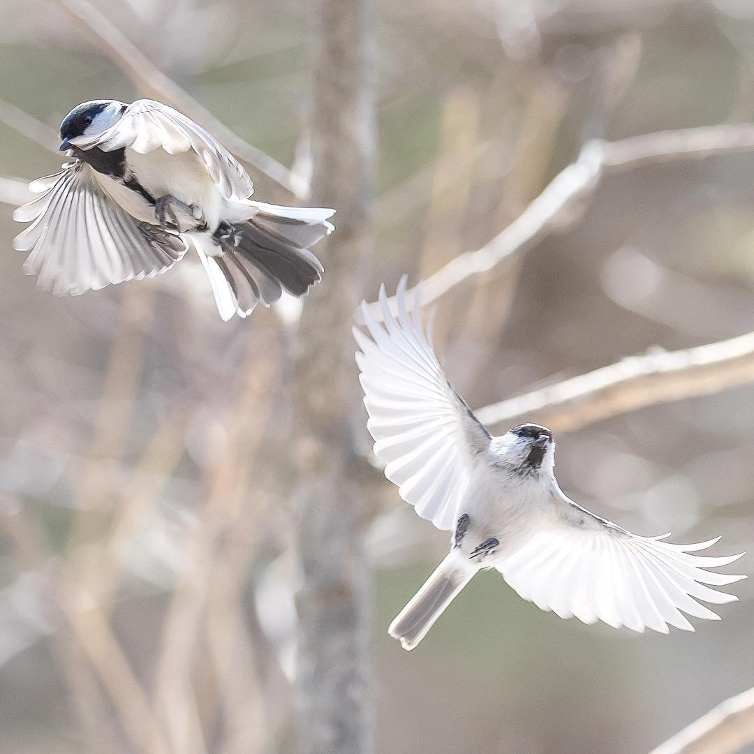 Птицы Японии