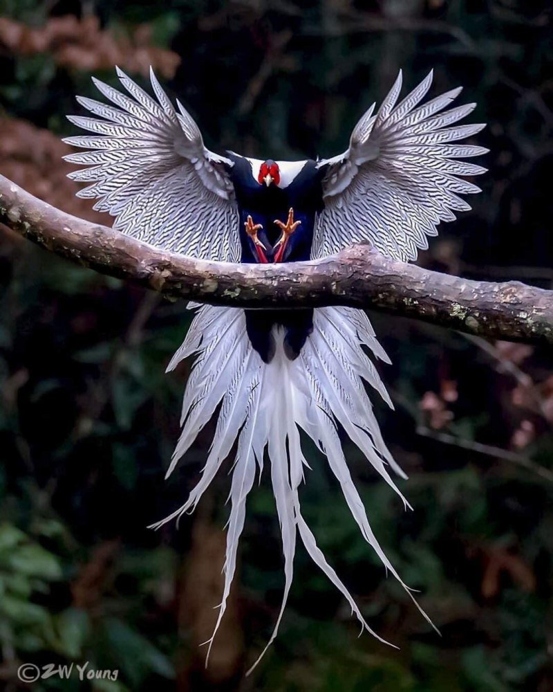 Самые красивые птицы Японии