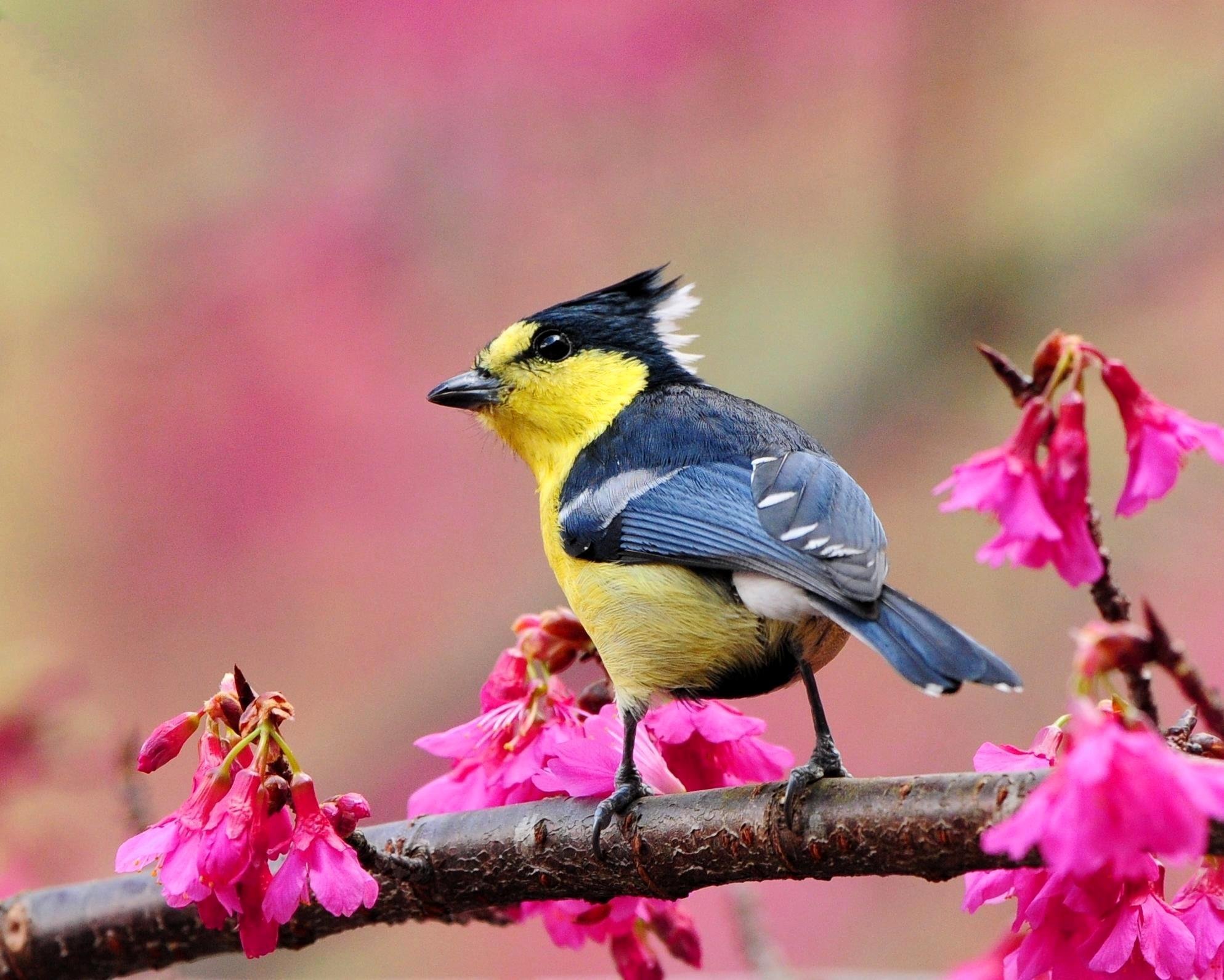 Какая китайская будет птица. Яркие птички. Красивые птицы. Птицы Японии.