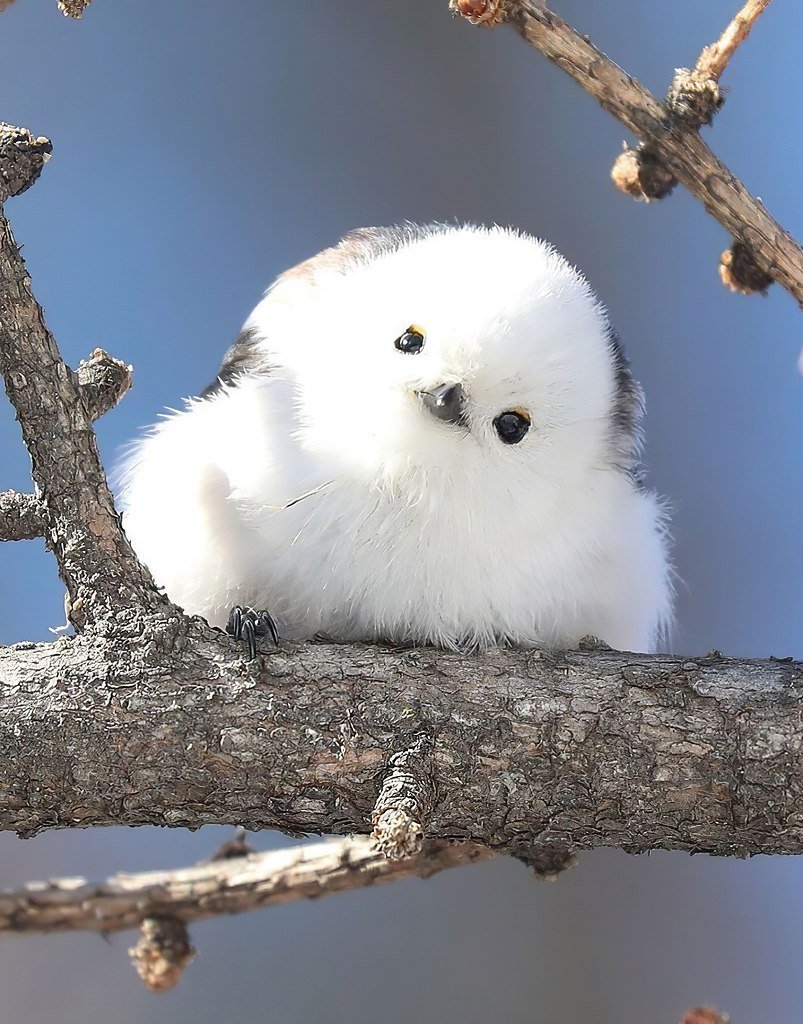 Японская птичка