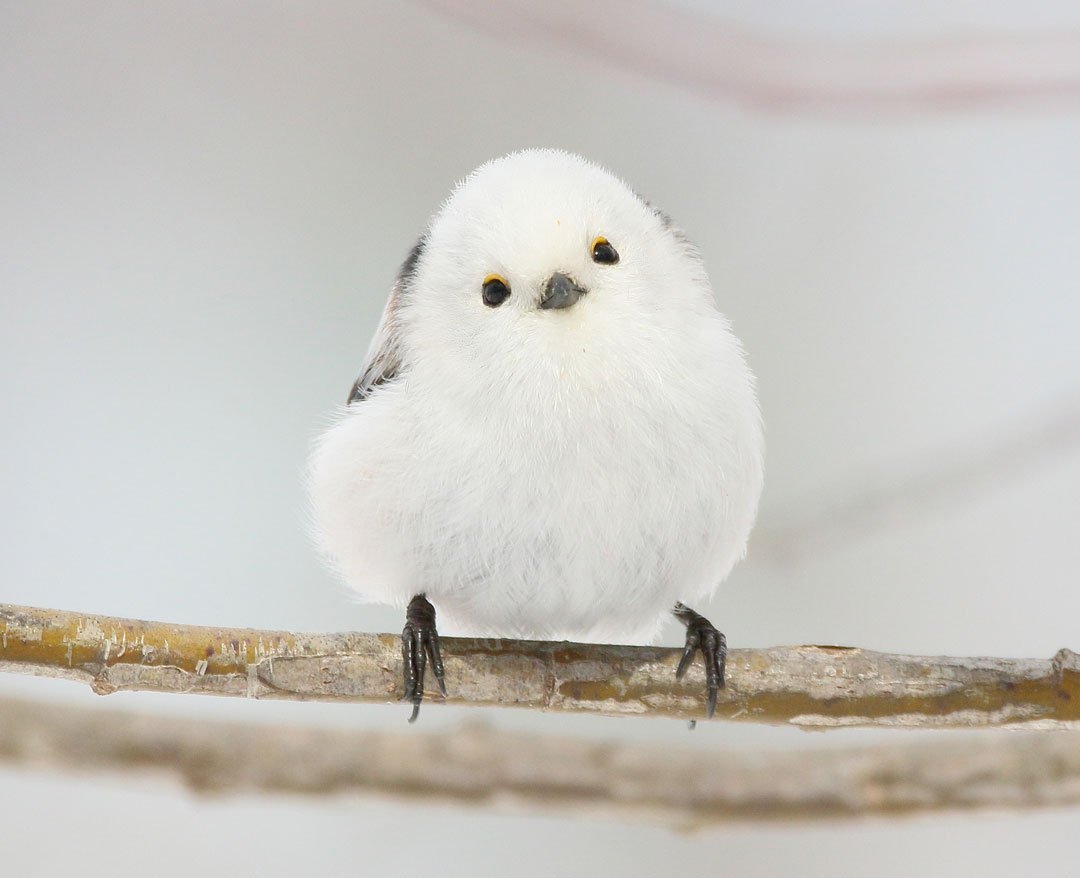 Японская длиннохвостая синица