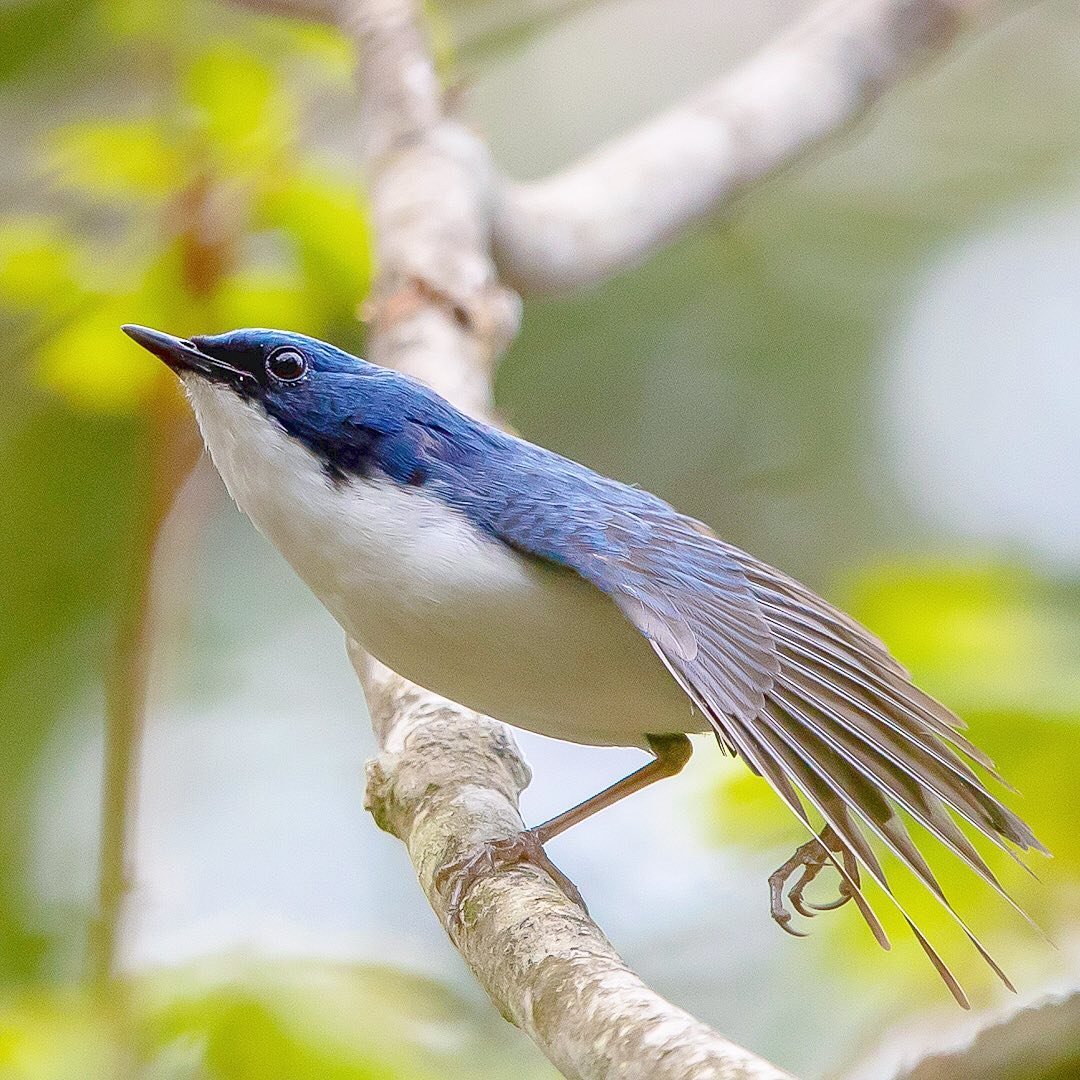 Птицы Японии