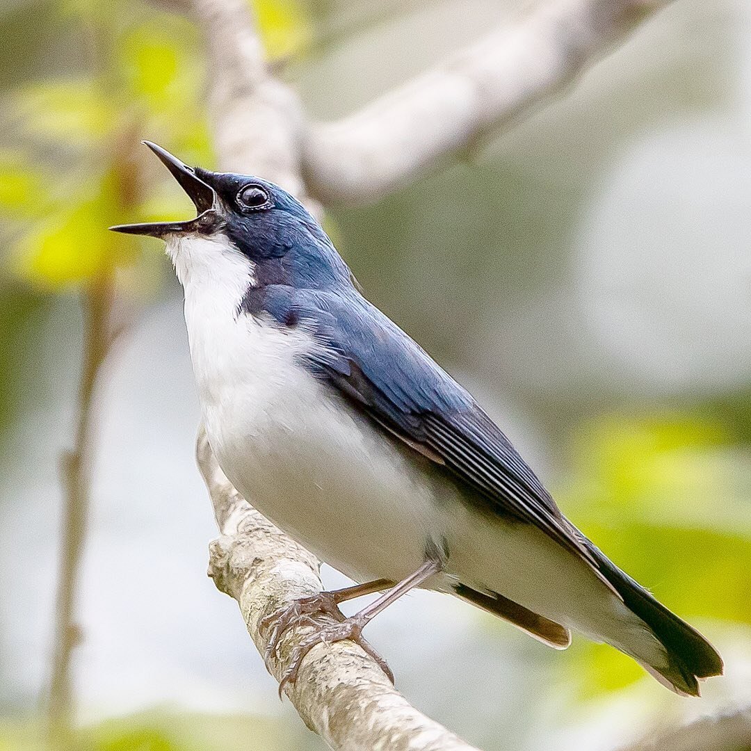 Птицы Японии