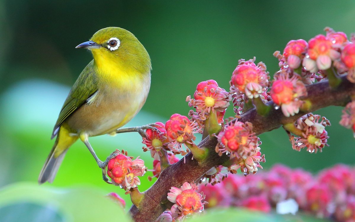 Белоглазка птица японская