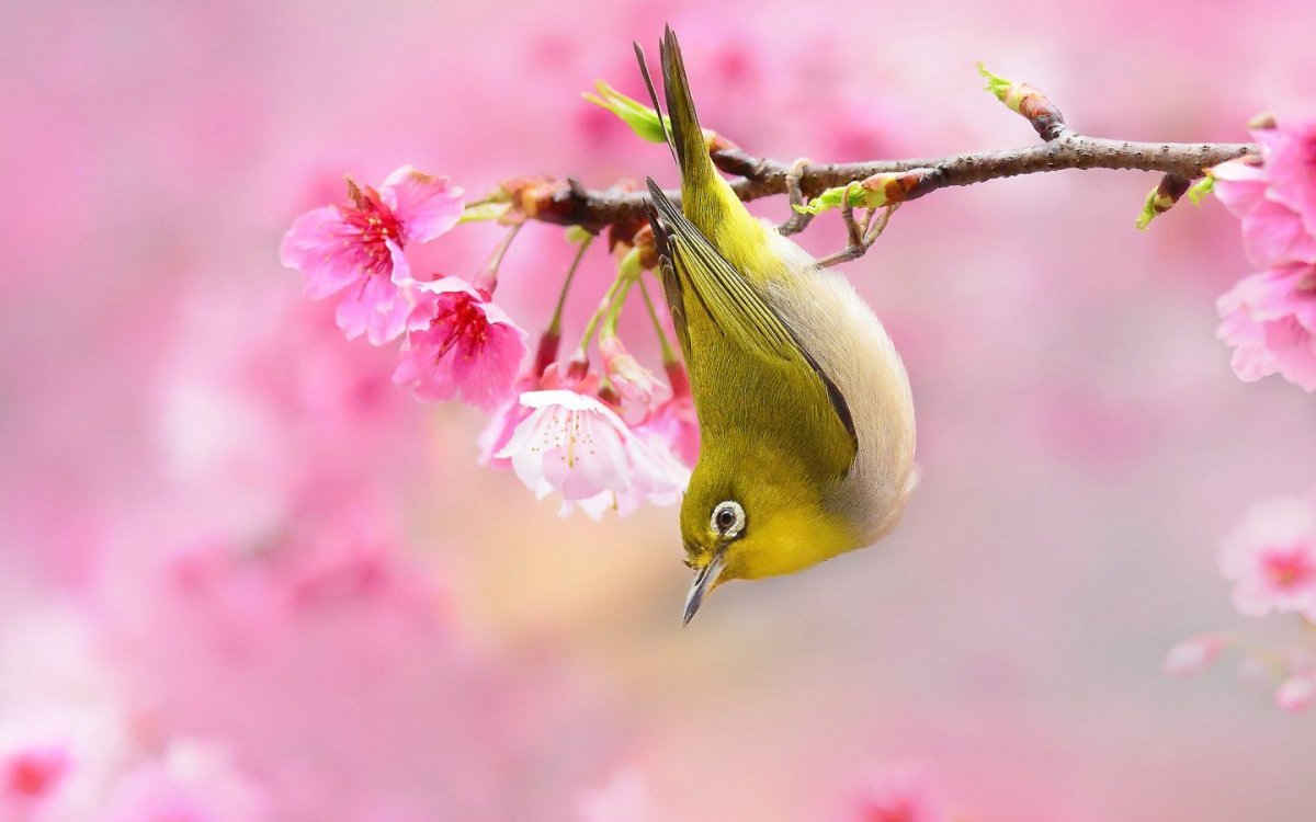 Красивые птицы весной