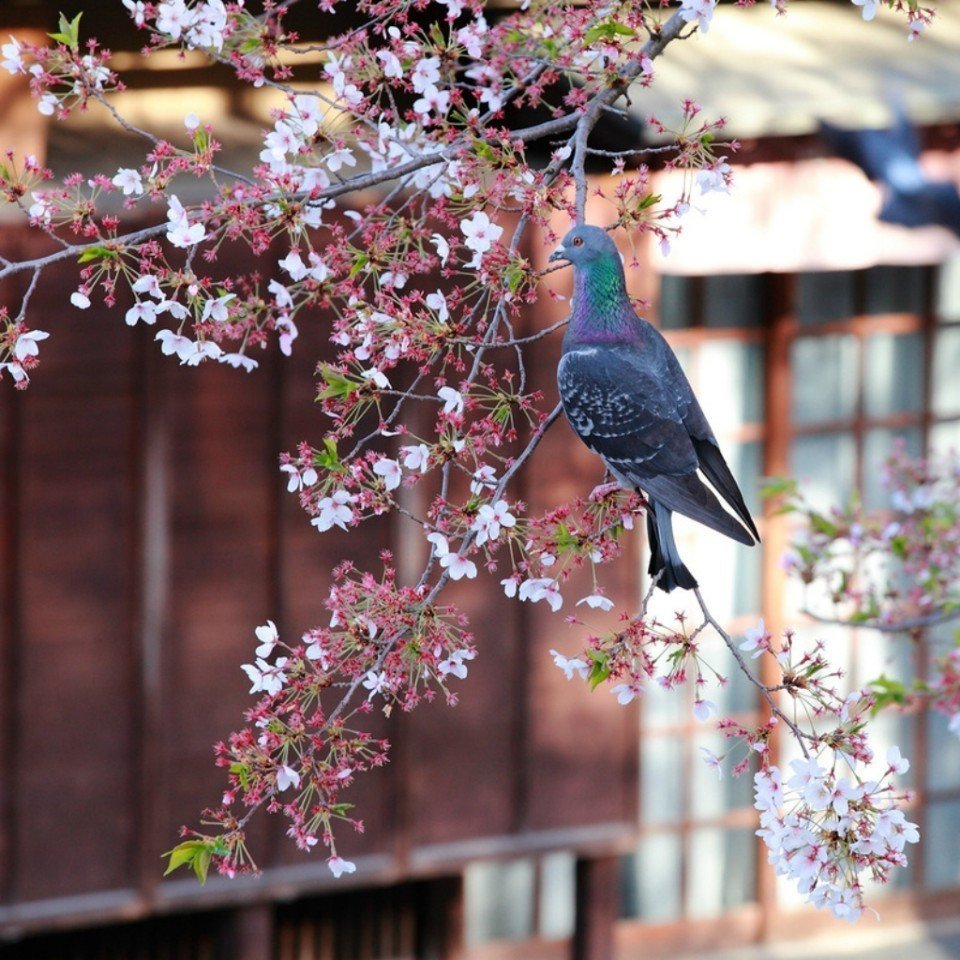 Японские птички природа