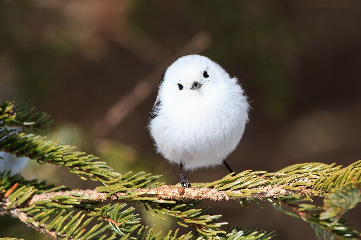 Шима энага птица