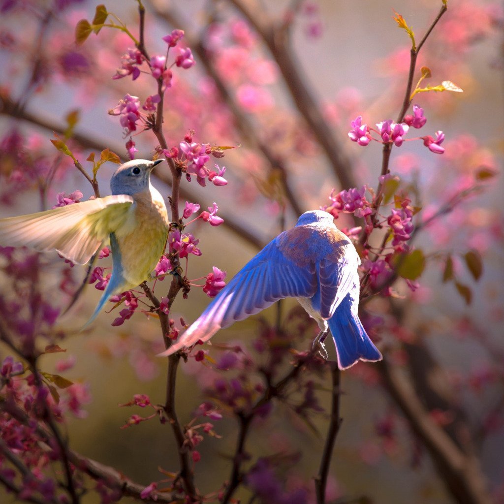 Красота природы птицы