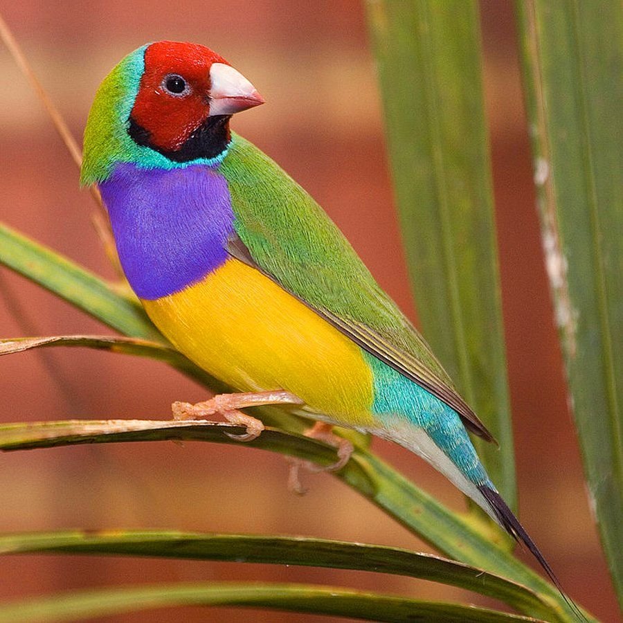 Гульдова амадина в Австралии