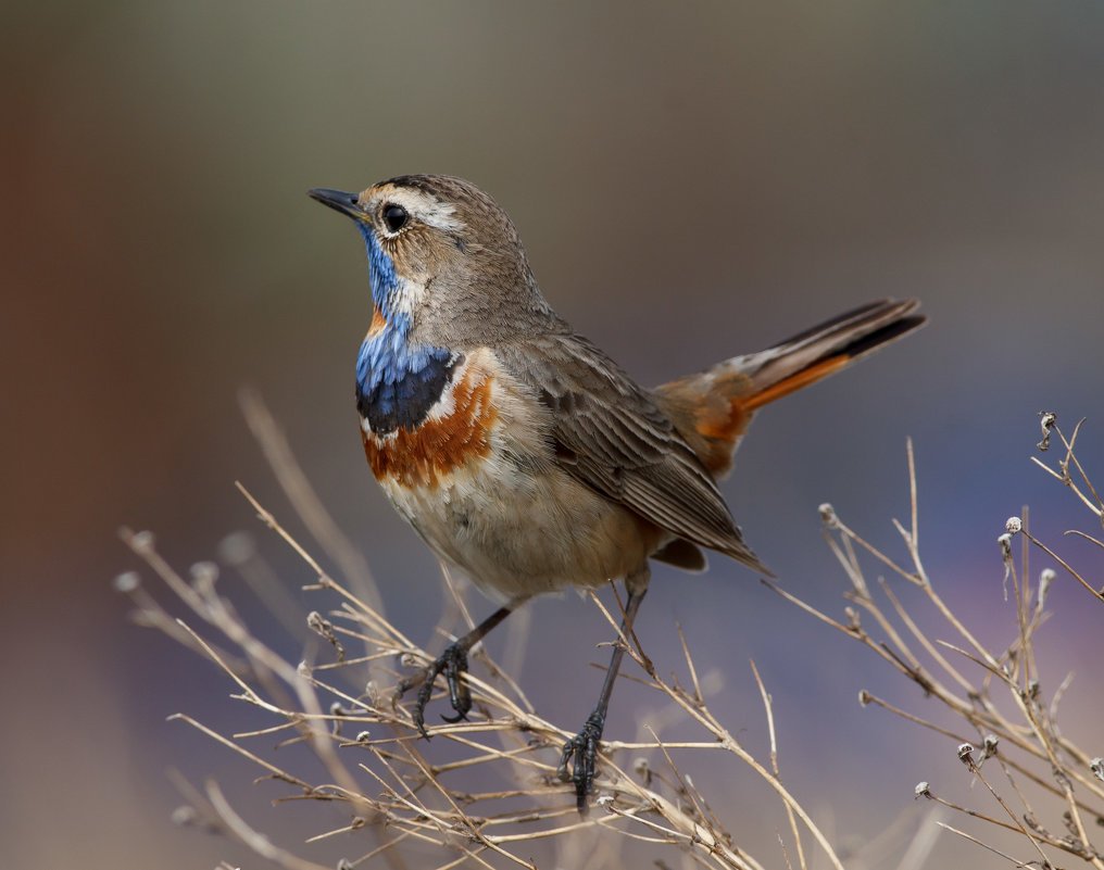 Скворец варакушка