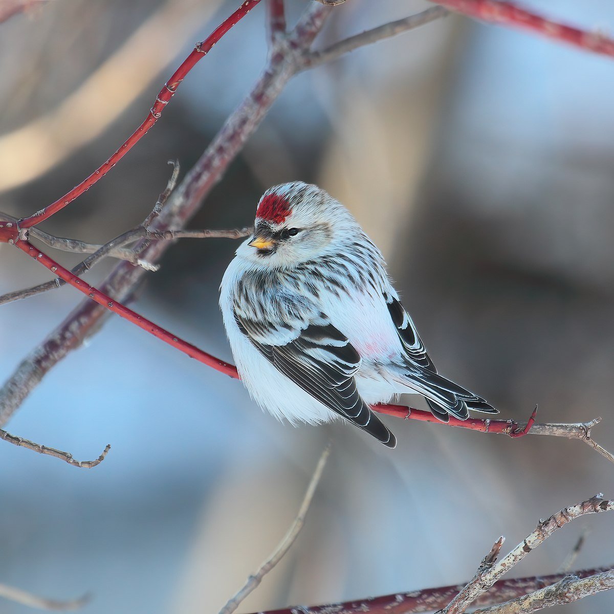 Пепельная чечетка птица