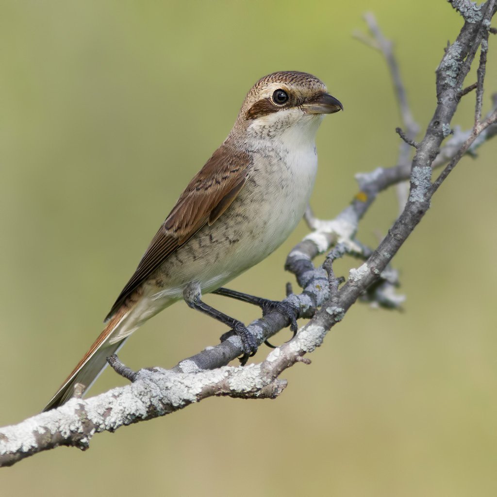 Обыкновенный жулан