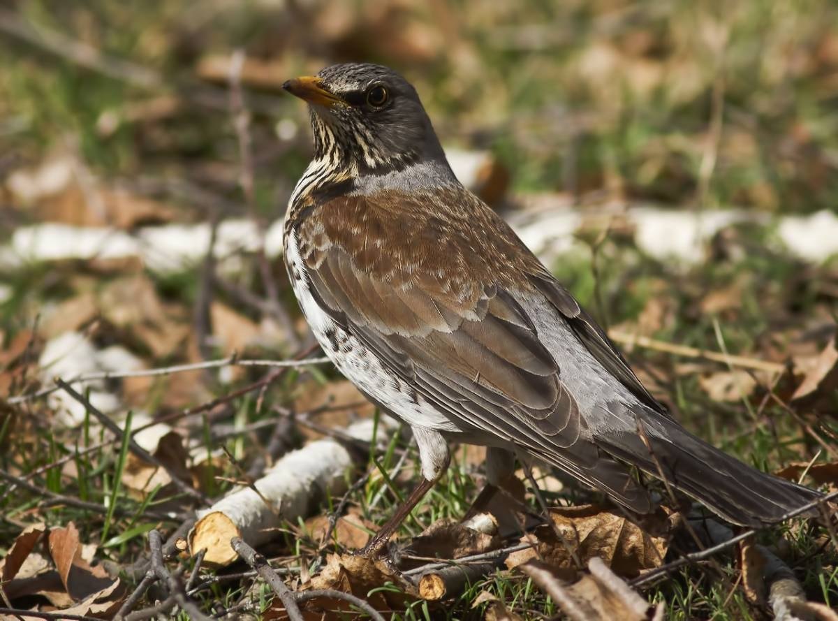 Птицы Южного Урала