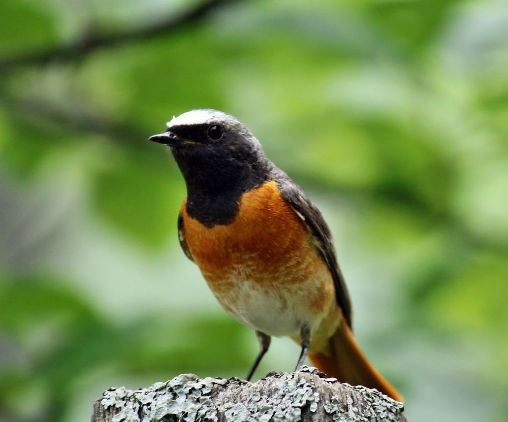 Городские птицы урала