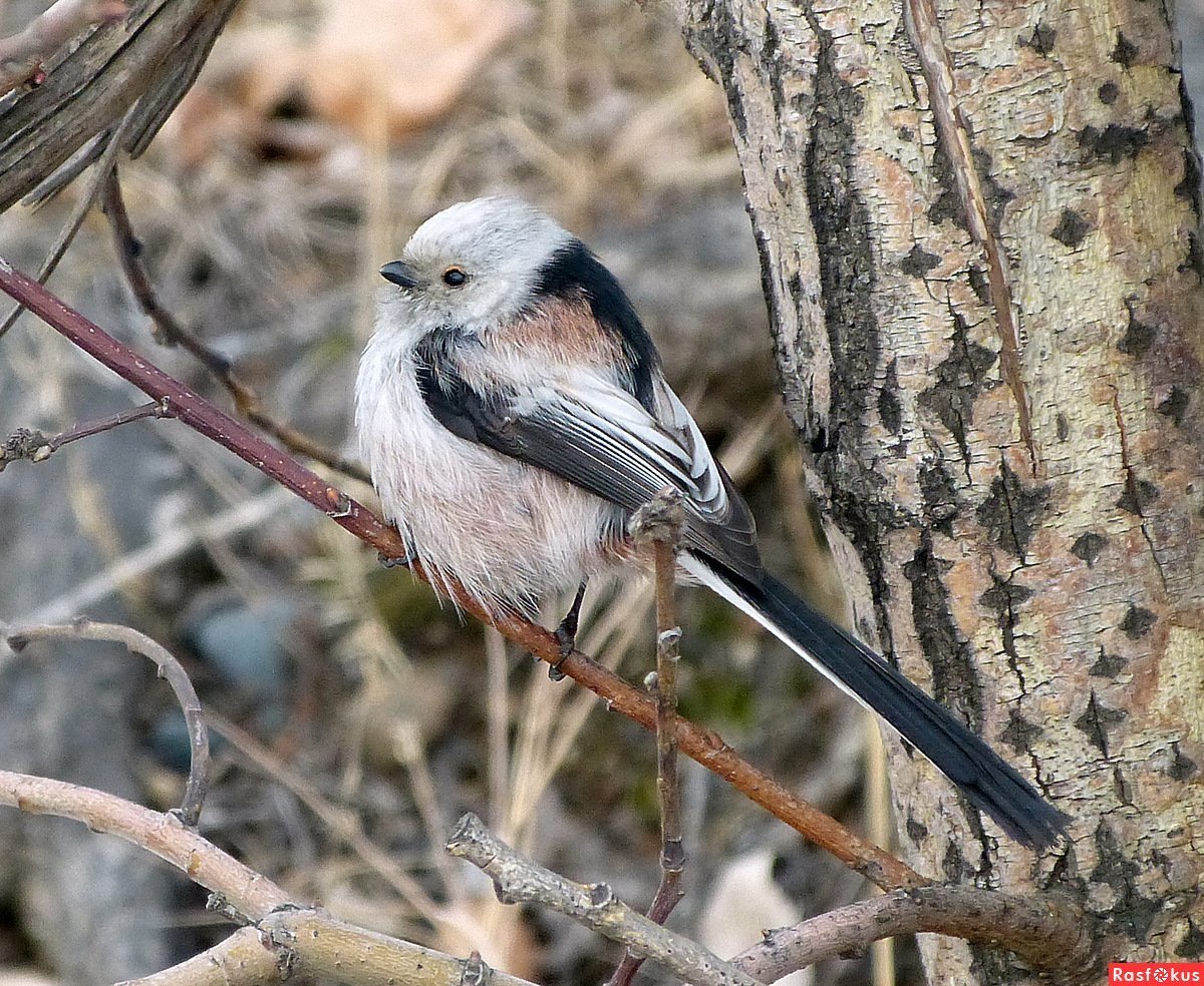 Зяблик длиннохвостая синица