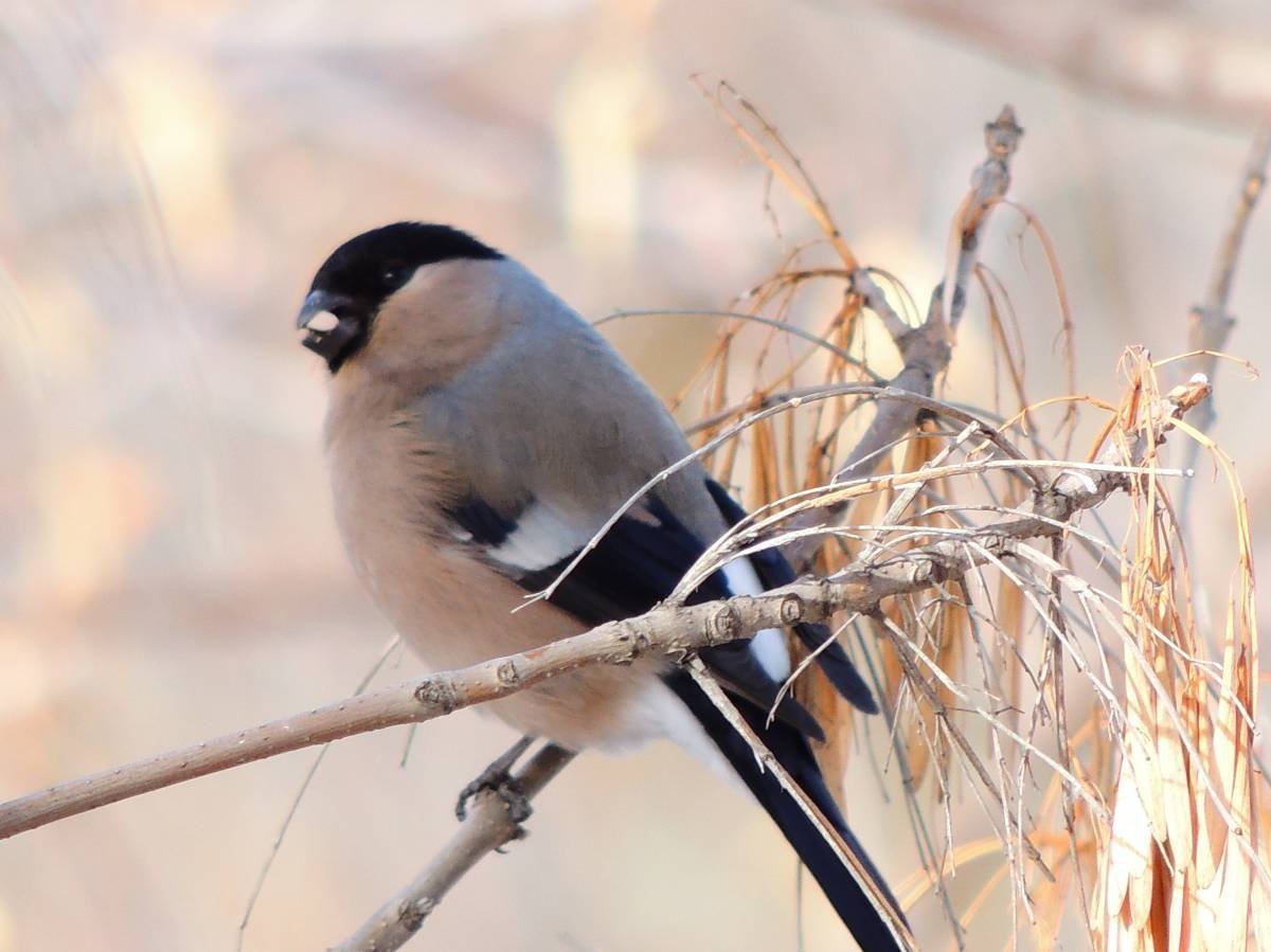 Птицы Урала Снегири