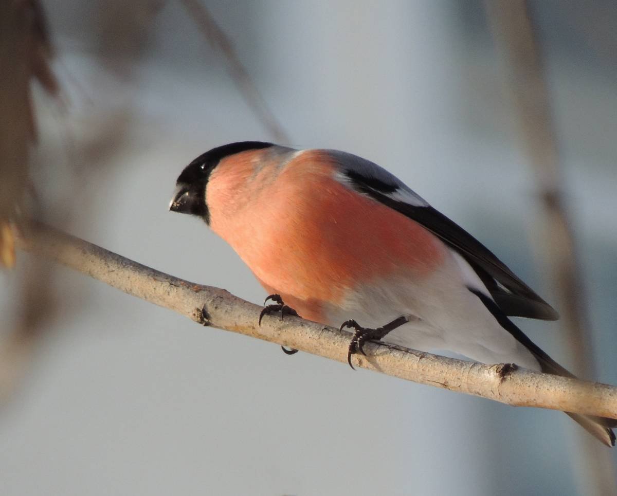 Птицы Южного Урала
