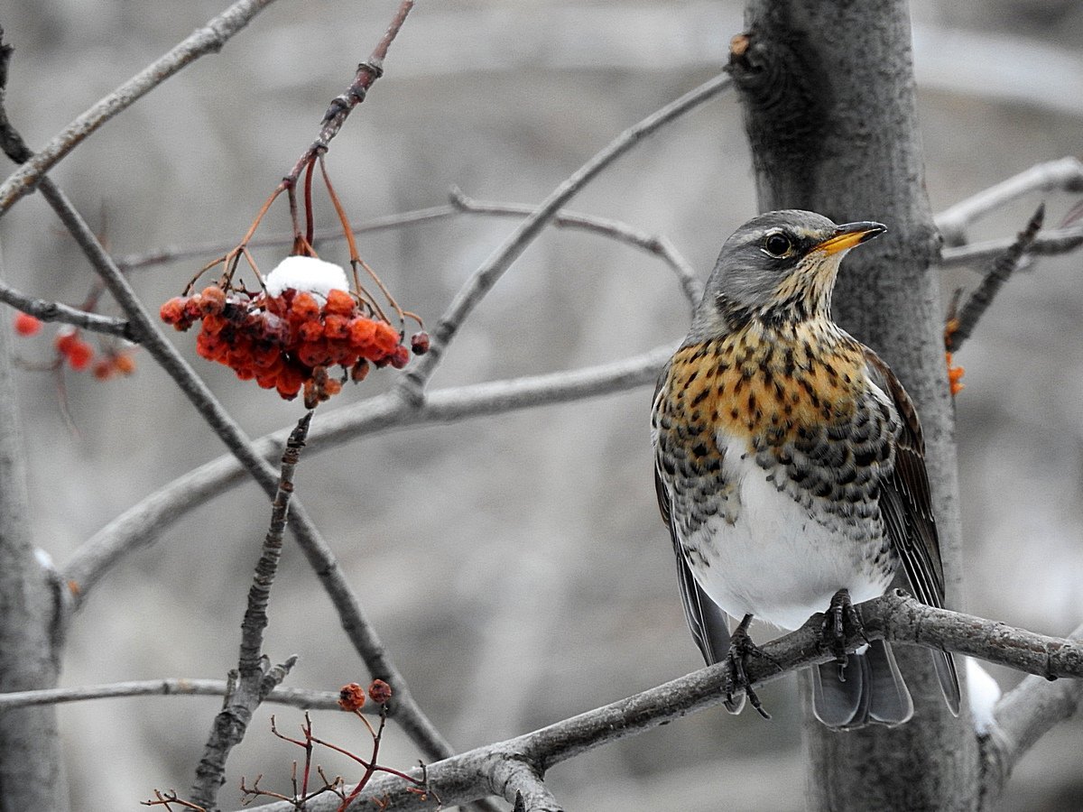 Дрозд рябинник Fieldfare turdus pilaris