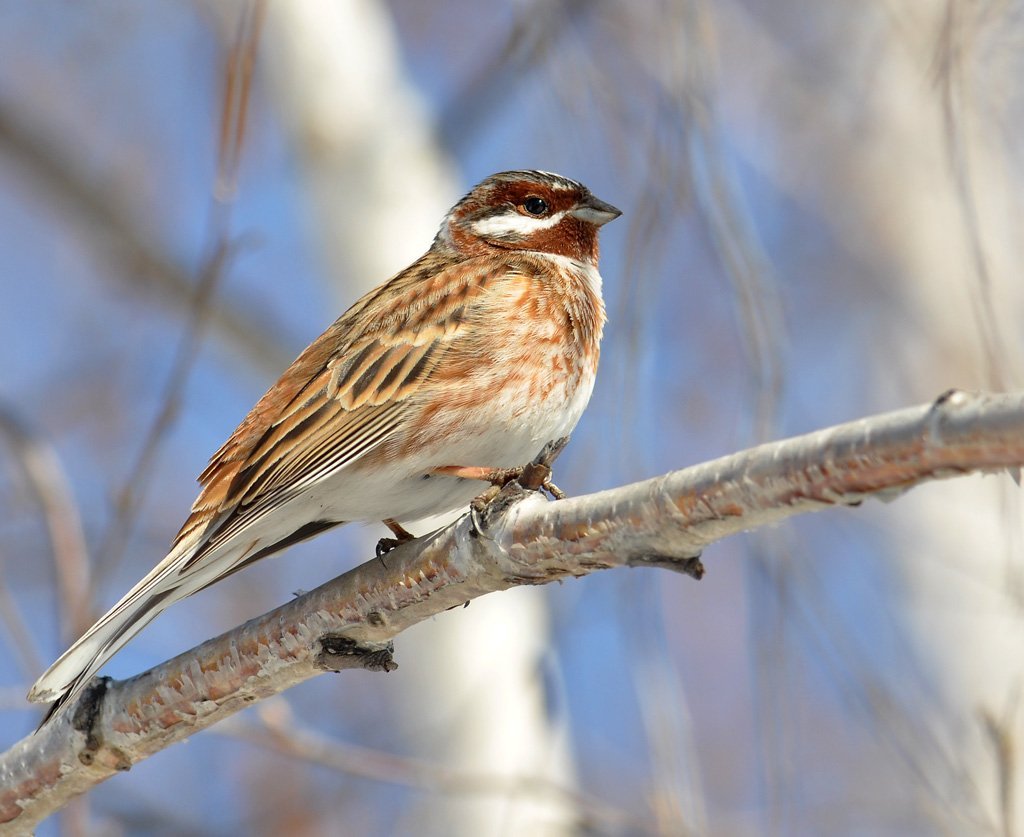 Белошапочная овсянка птица