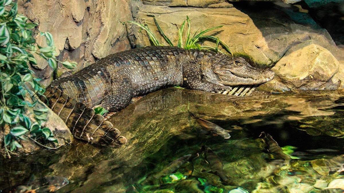 Крокодиловый Кайман