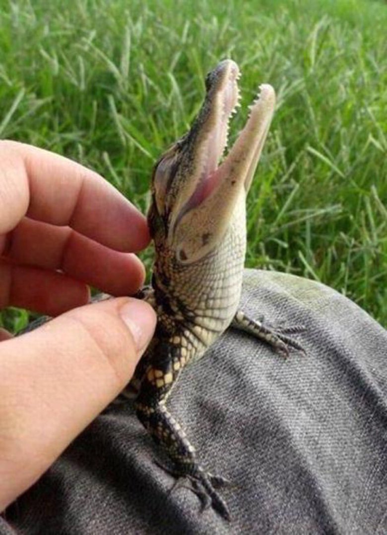 Кайман детёныш