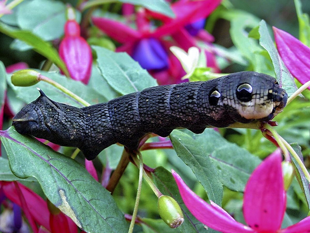 Бражник глазчатый гусеница