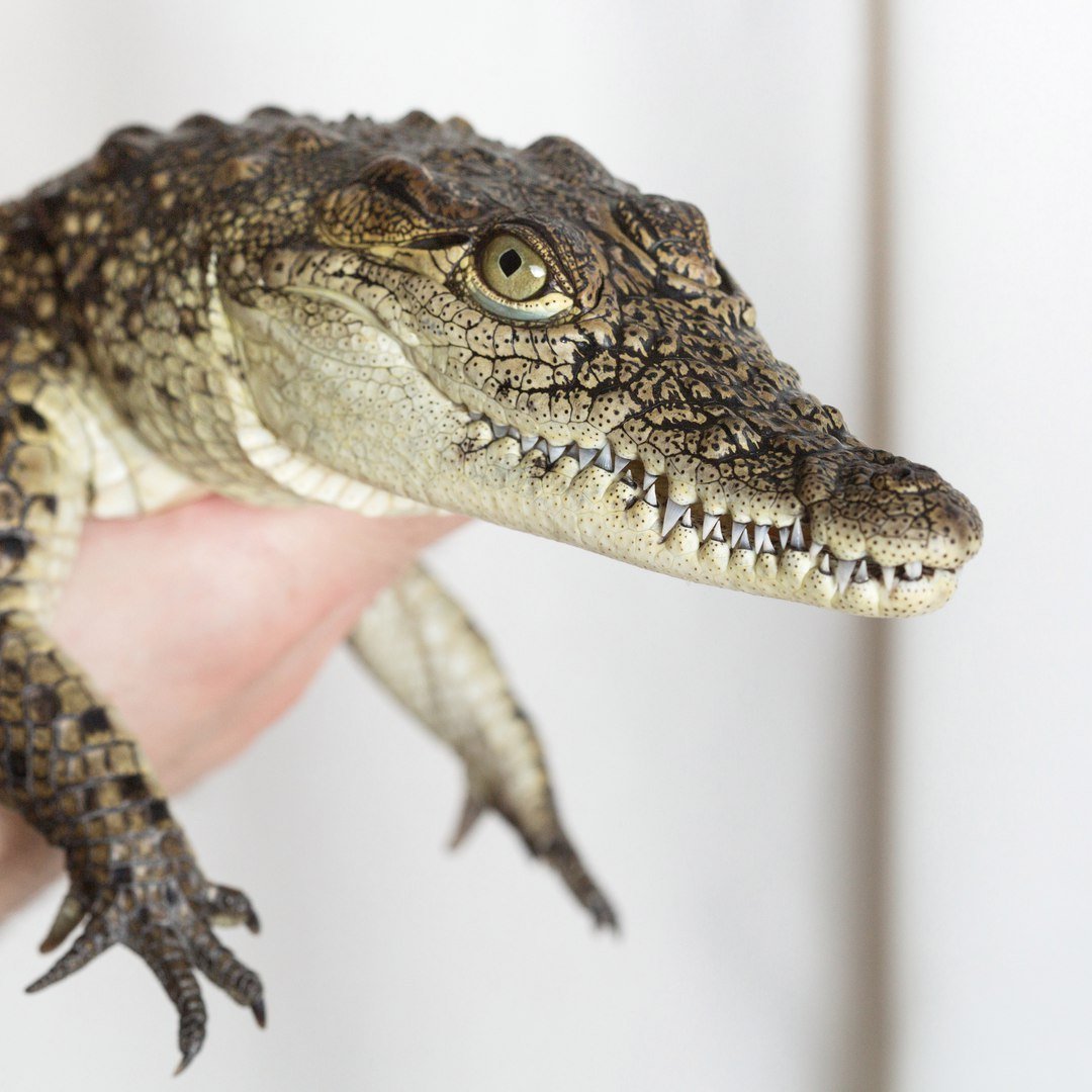 Нильский крокодил домашний