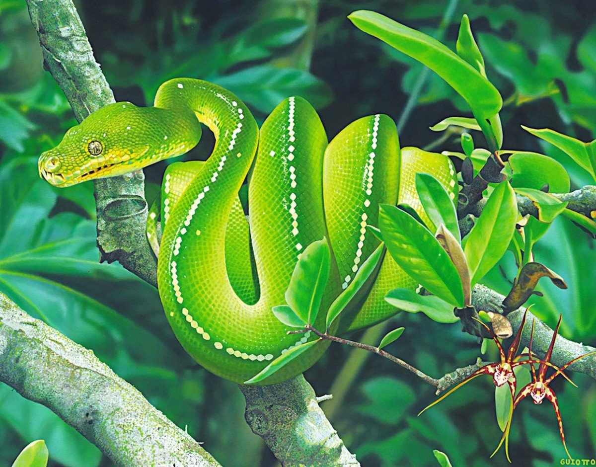Змеи в тропическом лесу. Змея изумрудный питон. Зеленый питон. Змея питон зеленый. Зеленый древесный питон.