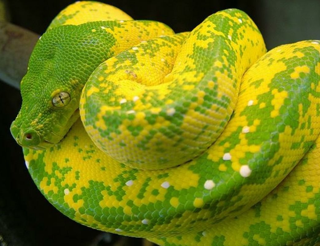 Змея питон желтый