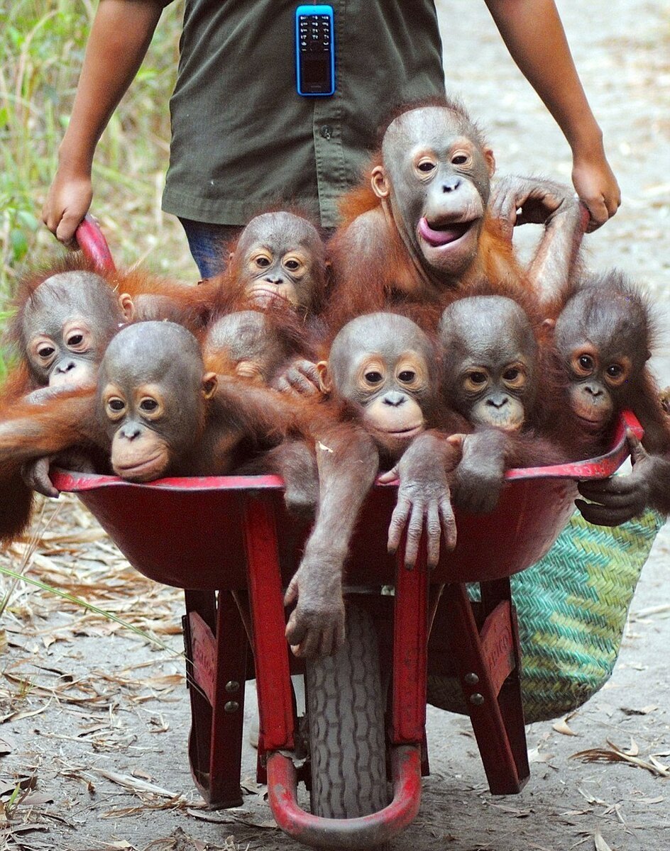 Смешные обезьянки