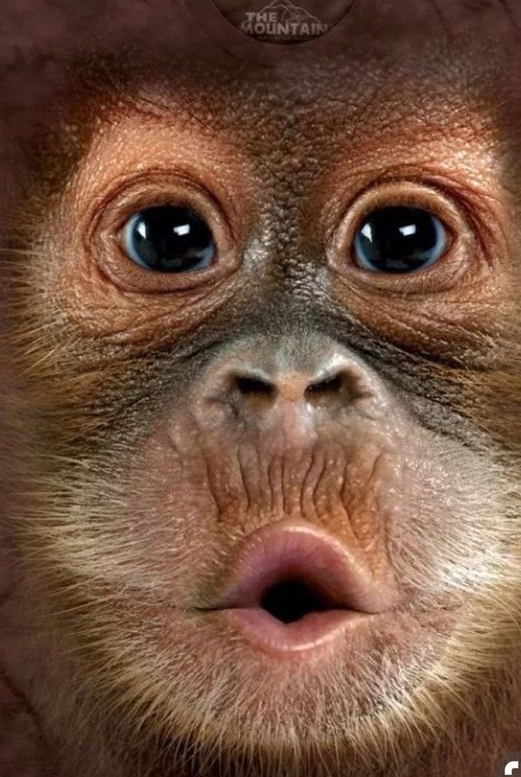 Забавные мордочки животных