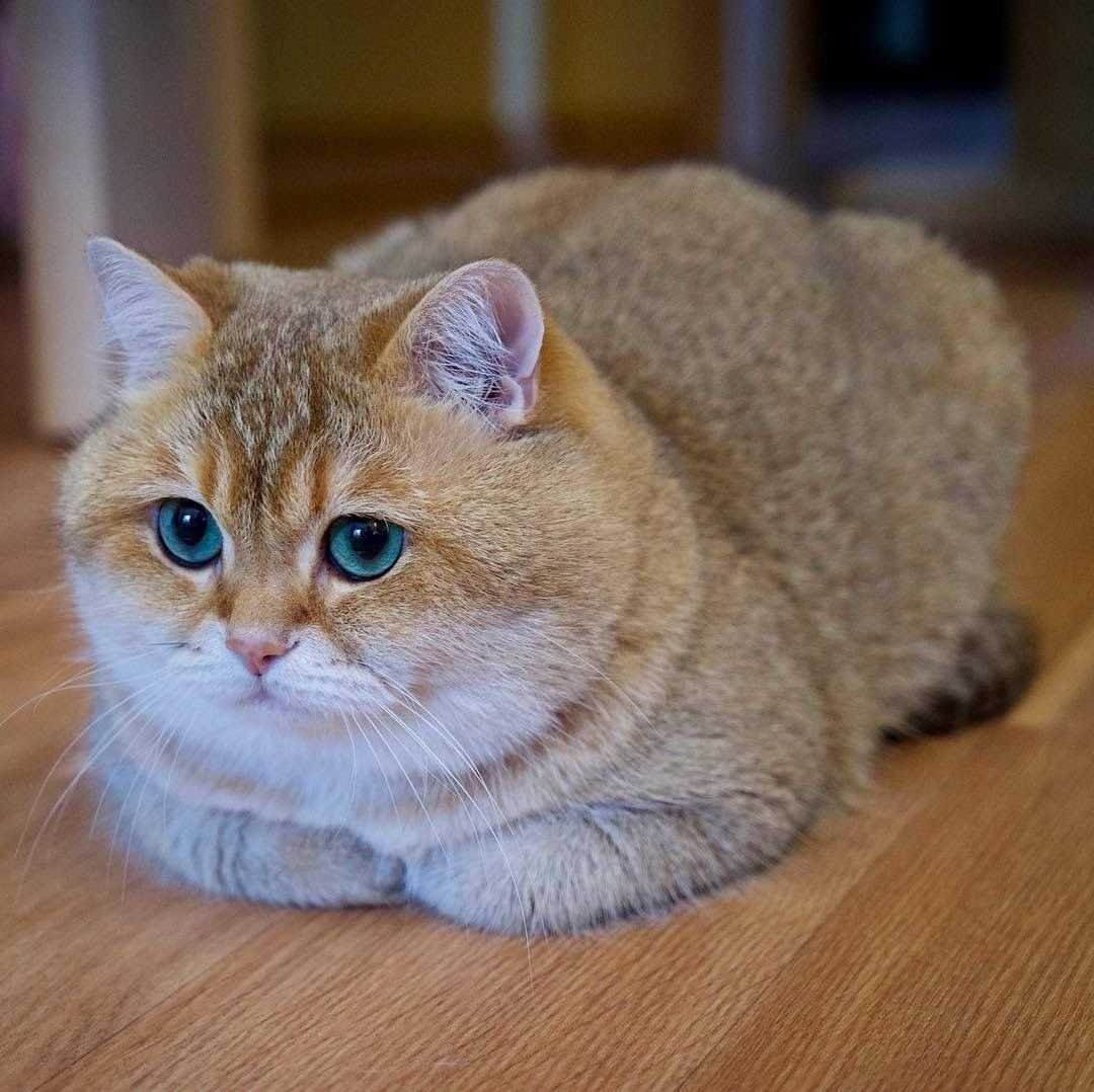 Шотландская короткошерстная Золотая шиншилла