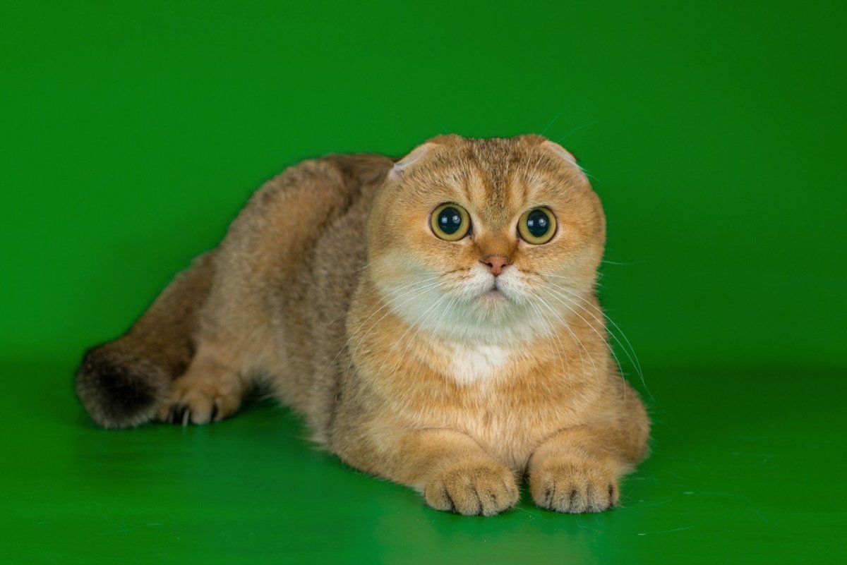 Скоттиш Золотая шиншилла