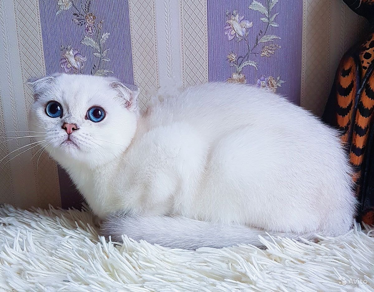 Британская шиншилла серебристая затушеванная