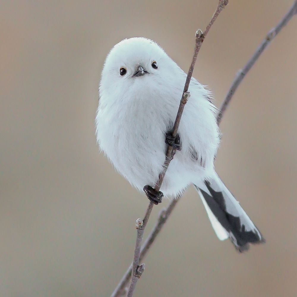 Белая синица длиннохвостая