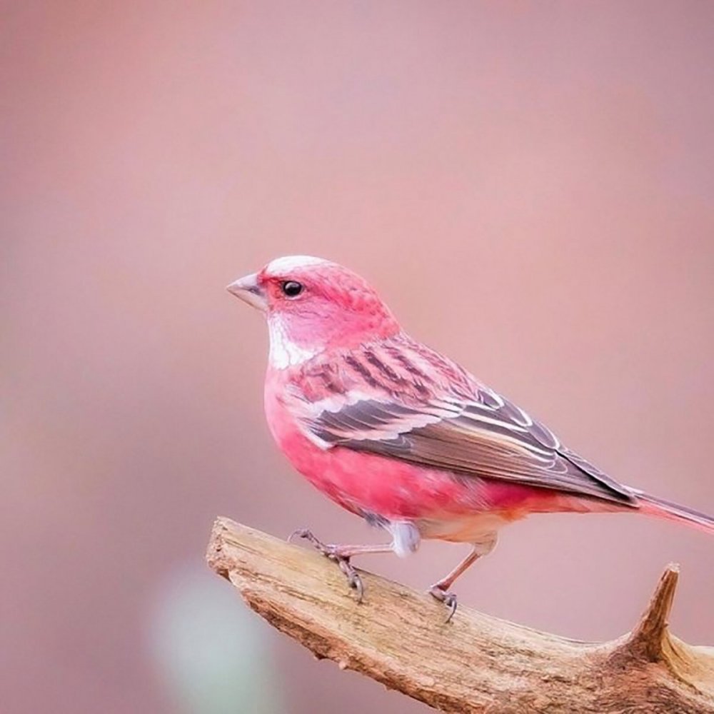 Сибирская чечевица птица