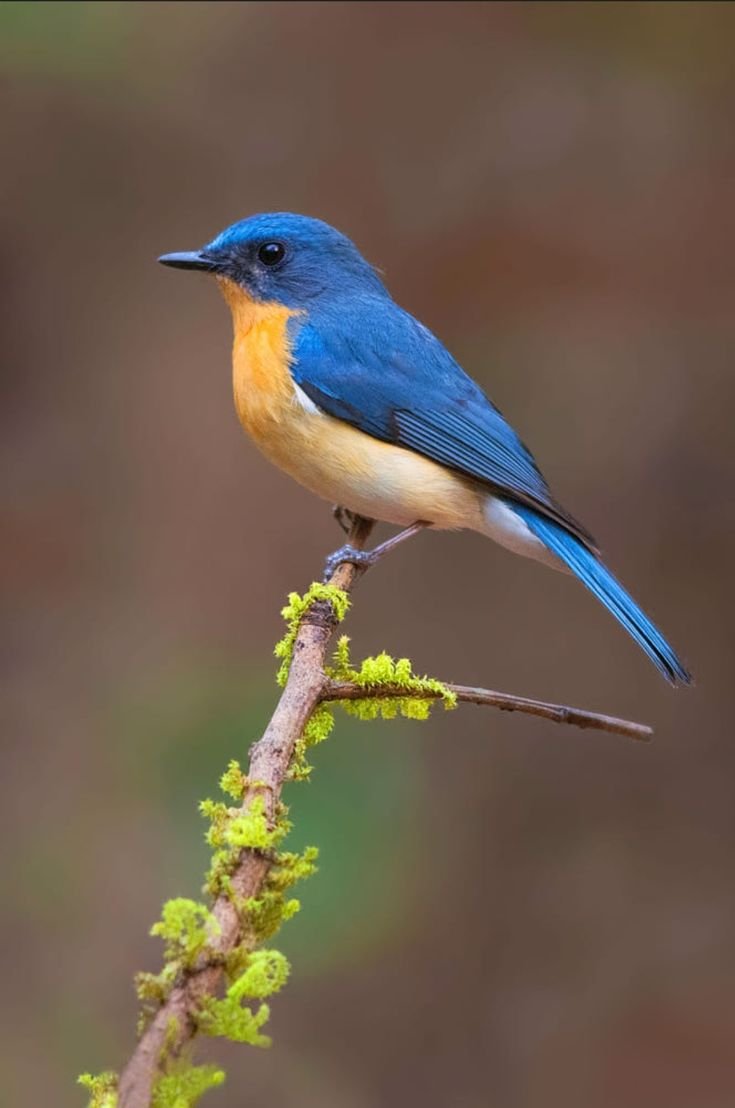 Зунзинито птичка