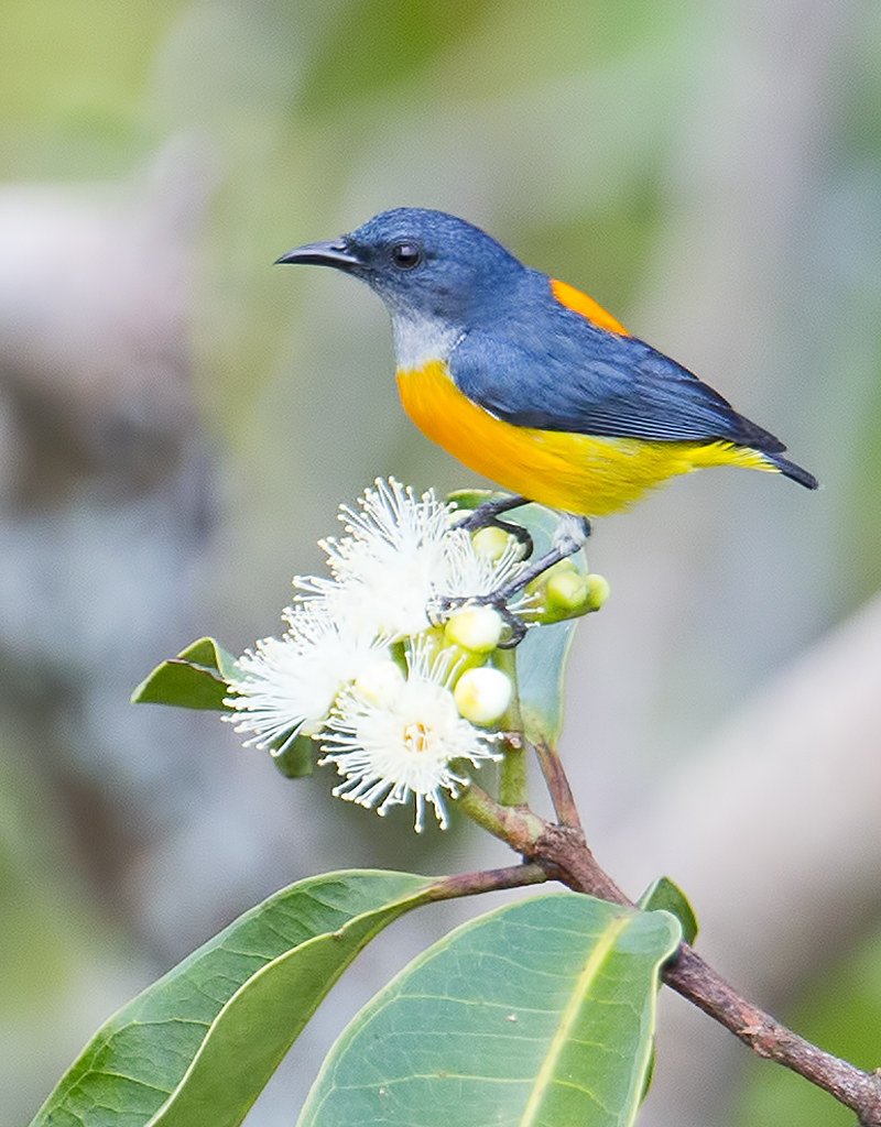 Очковый цветосос