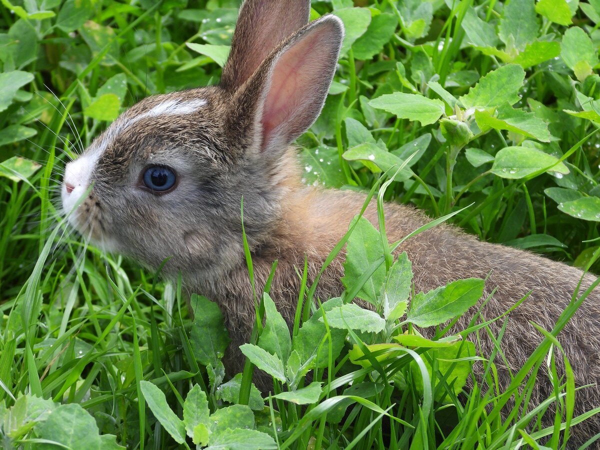 Кроликам можно клубнику. Кролик. Млекопитающие кролик. Кролик Лесной. Заяц ест траву.