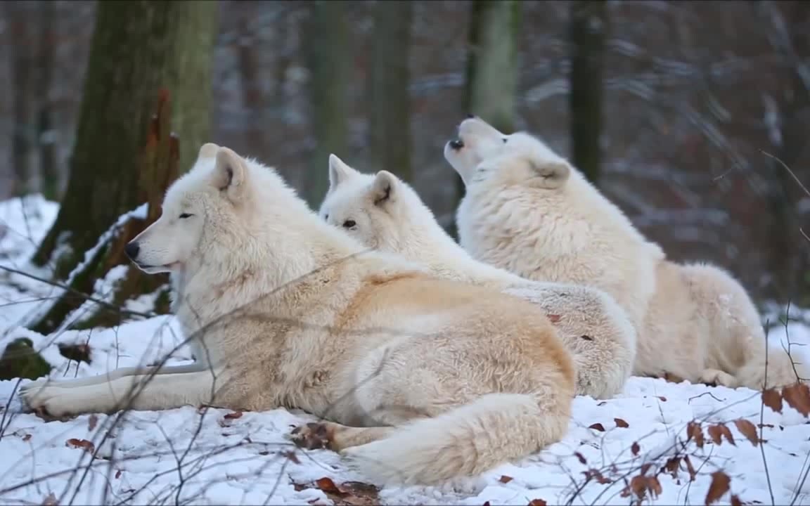 Белый Полярный волк