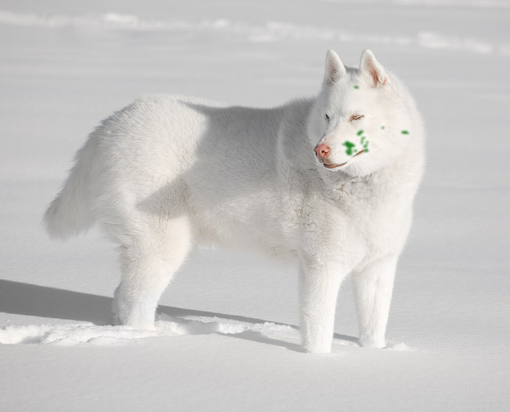 Сибирский хаски белый