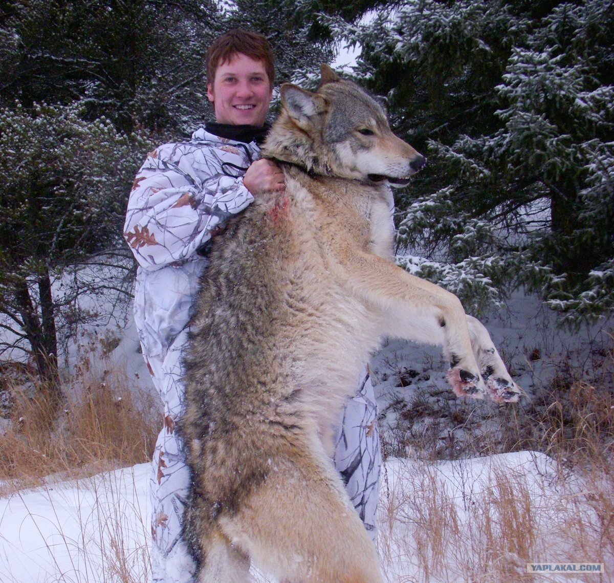 Волкособ вес