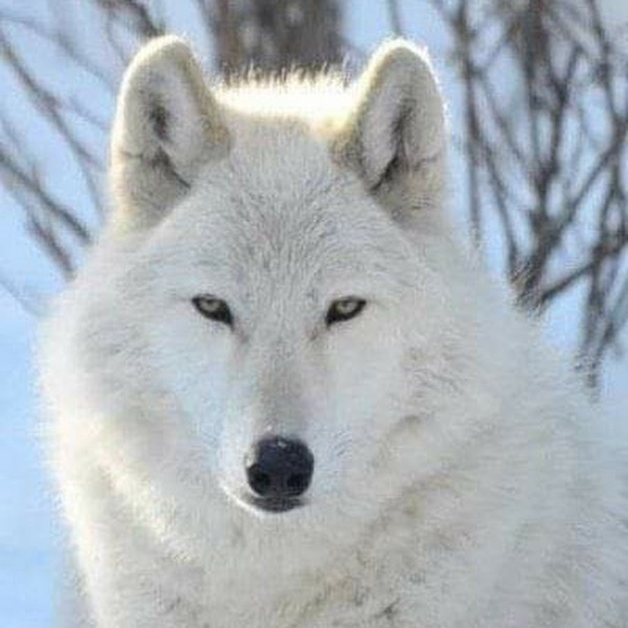 Белый волк Арктика