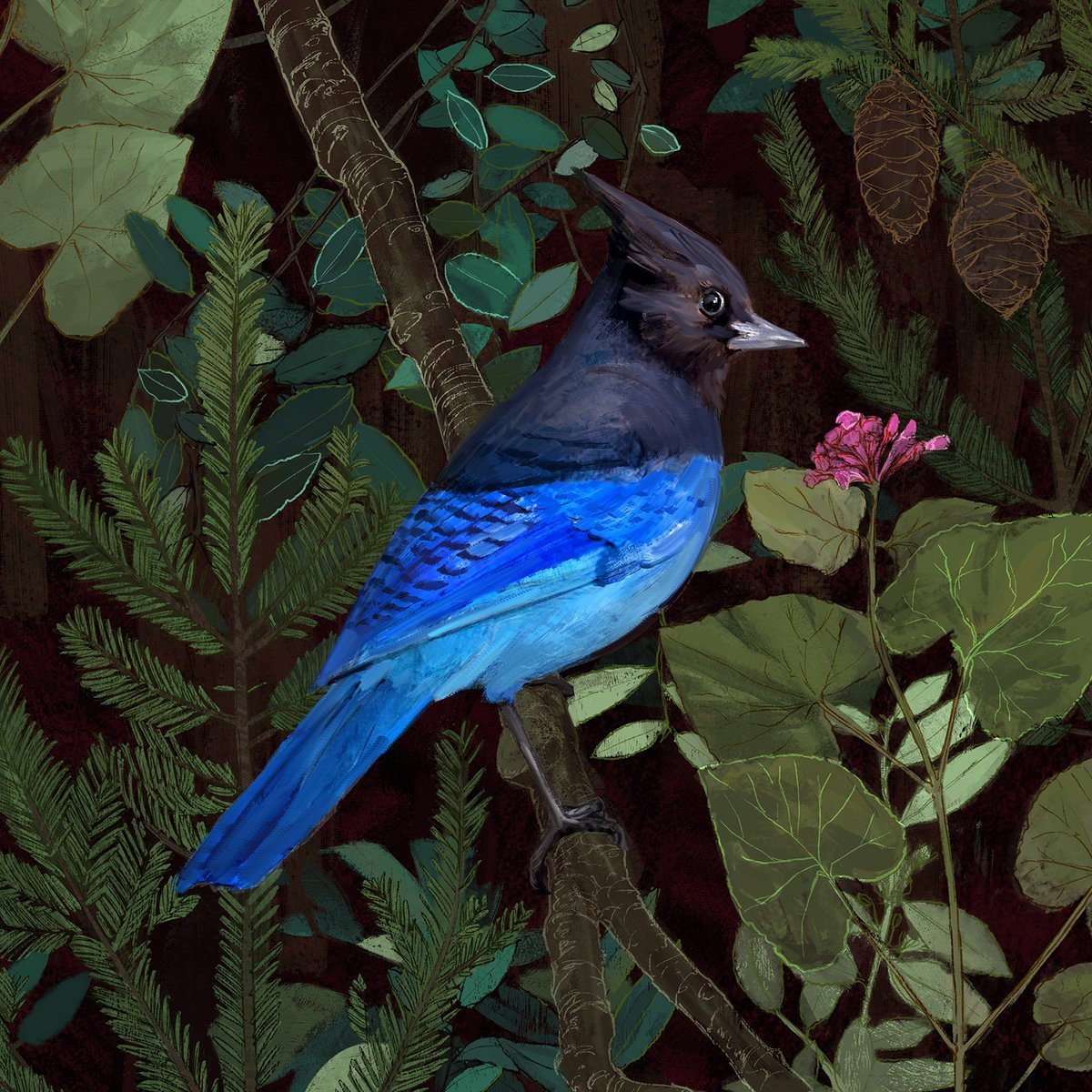 Черноголовая голубая Сойка